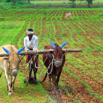 Farmer