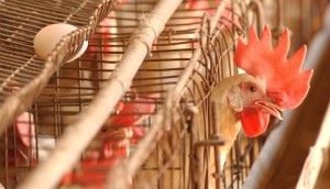 poultry