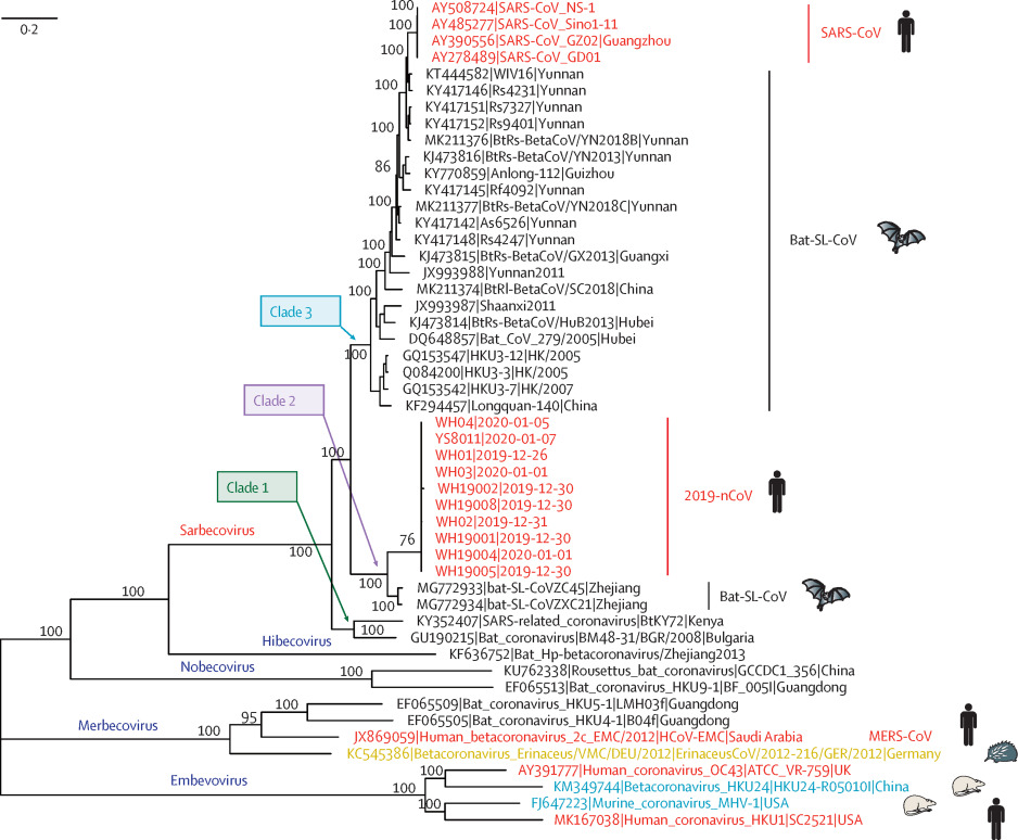Phylogenetic analysis of Coronavirus