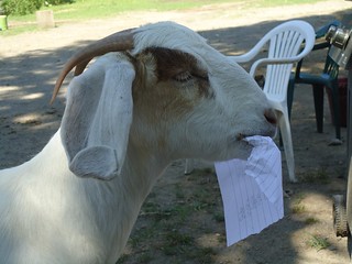 Half knowledge is lie goat eating a piece of paper