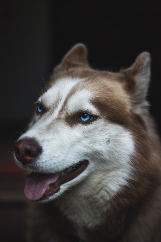 Fear of dog