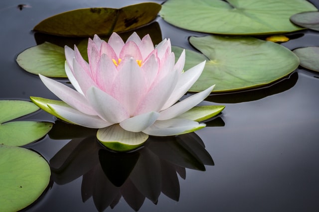 Spiritual mindful lotus